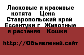Ласковые и красивые котята. › Цена ­ 50 - Ставропольский край, Ессентуки г. Животные и растения » Кошки   